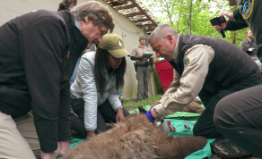 Don’t Miss IF/THEN Ambassador Dr. Rae Wynn-Grant on the Premiere of Mutual of Omaha’s Wild Kingdom: Protecting the Wild, Airing January 2nd