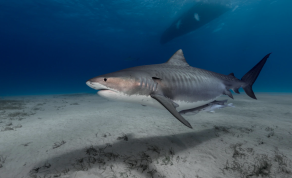 Shark Expert Lisa Whitenack Is Out With New Research Concerning Shark Week’s Lack of Diversity on Screen