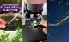 Microbiology Student and TikTok Creator Chloé Savard Is Causing a Frenzy With Her Passion for Microbiology