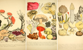 The “Unladylike” Study of Fungi Did Not Stop These Nineteenth Century Female Mycologists