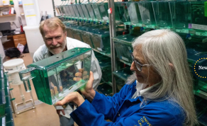 Two Professors Are Using Glowing Zebrafish To Detect Harmful Pesticides