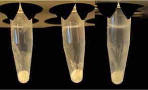 Chemists Have Been Perplexed at This Chemistry Riddle for Over 90 Years. PhD Student Giulia Allegri Just Solved It.